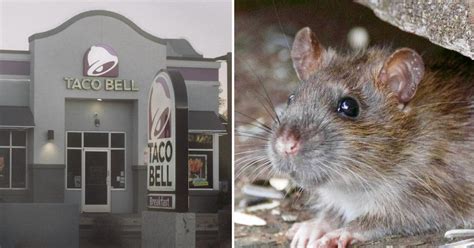Jan 19, 2023 · At 7:50 p.m. the sheriff’s office was contacted by a hospital about a man being treated for illness, possibly connected to rat poison in his food. The patient was the customer from the Taco Bell ... 